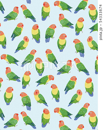 ボタンインコ ブルー ボタンインコ ブルー 54333674