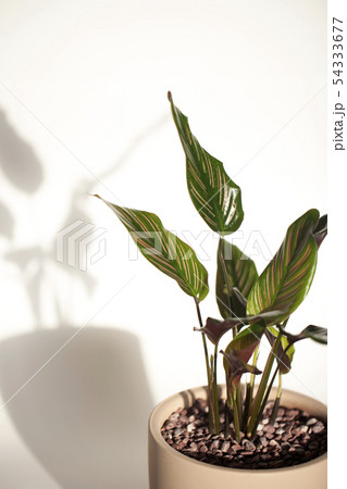 クローズアップ グリーン 緑 54333677