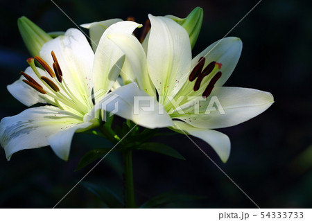 双子の白百合 54333733
