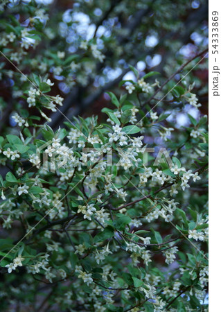 夏茱萸 ナツグミ 花言葉は「野性美」 夏茱萸 ナツグミ 花言葉は「野性美」 54333869