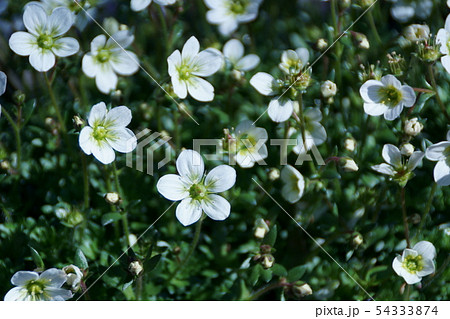 雲間草 クモマグサ 花言葉は「遠い思い出」 雲間草 クモマグサ 花言葉は「遠い思い出」 54333874