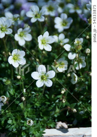 雲間草 クモマグサ 花言葉は「遠い思い出」 雲間草 クモマグサ 花言葉は「遠い思い出」 54333875