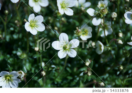 雲間草 クモマグサ 花言葉は「遠い思い出」 雲間草 クモマグサ 花言葉は「遠い思い出」 54333876