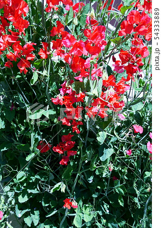 麝香豌豆　スイートピー　花言葉は「ほのかな喜び」 54333889