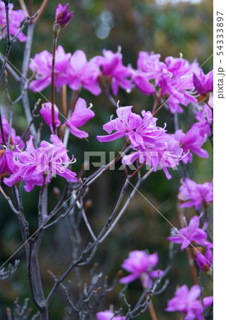 三葉躑躅 ミツバツツジ 花言葉は 愛の喜び の写真素材
