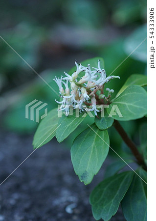 富貴草 フッキソウ　花言葉は「良き門出」 54333906