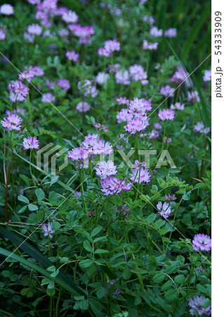 蓮華草 レンゲソウ 和名はゲンゲ 花言葉は 心が和らぐ の写真素材