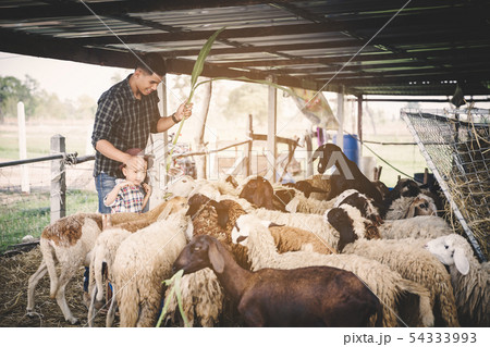 countryside farm 54333993