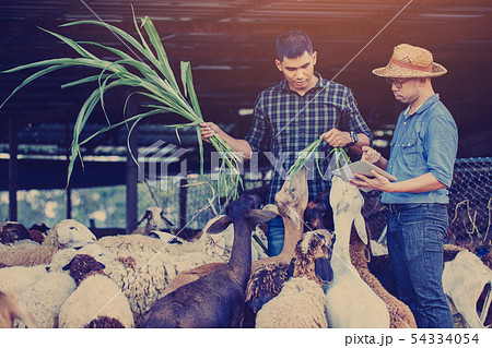 countryside farm countryside farm 54334054