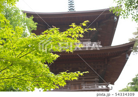世田谷 豪徳寺 新緑 三重塔 世田谷 豪徳寺 新緑 三重塔 54334309