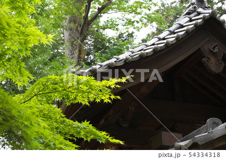 世田谷 豪徳寺 新緑 三重塔 世田谷 豪徳寺 新緑 三重塔 54334318