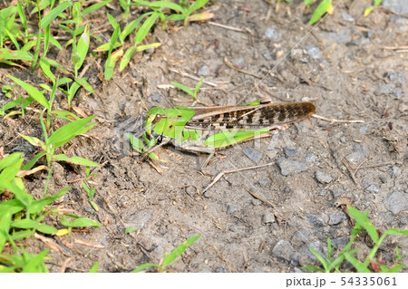 トノサマバッタ 54335061