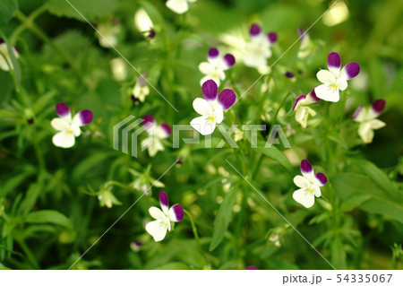 可憐なすみれ 54335067