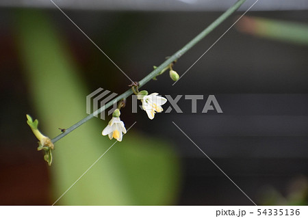 オリヅルラン 54335136