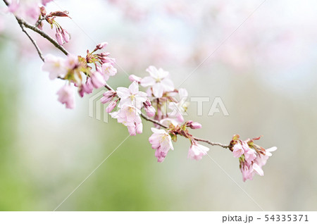 桜 エゾヤマザクラ 54335371