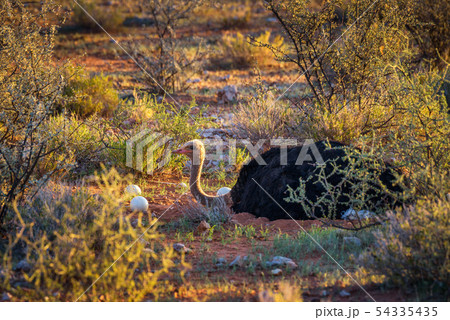 Ostrich guarding its eggs in the Kalahari desert of Namibia 54335435