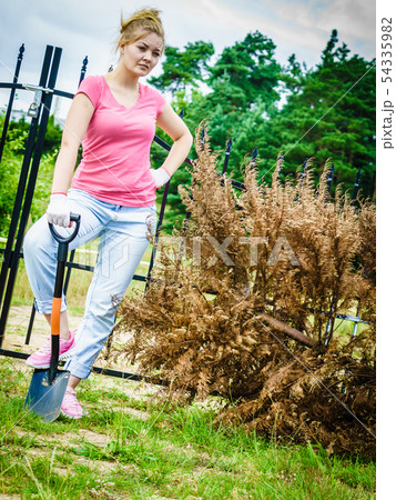 Woman removing dried thuja tree from backyard Woman removing dried thuja tree from backyard 54335982