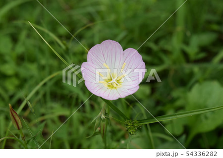 ヒルザキツキミソウ ヒルザキツキミソウ 54336282