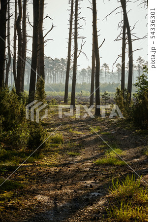 Green landscape of beautiful summer  forest at sunrise 54336301