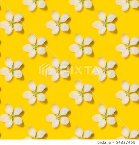 Beautiful spring apple flowers at yellow background. 54337459