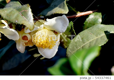 三鷹中原に咲く白いチャノキの花 三鷹中原に咲く白いチャノキの花 54337461