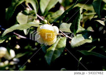 三鷹中原に咲く白いチャノキの花 54337462