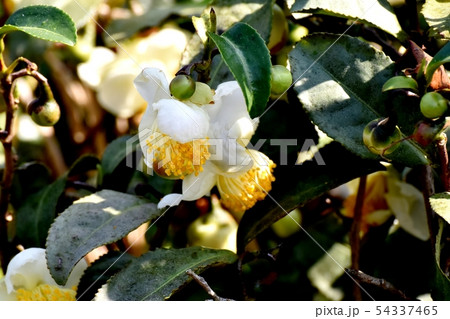 三鷹中原に咲く白いチャノキの花 三鷹中原に咲く白いチャノキの花 54337465