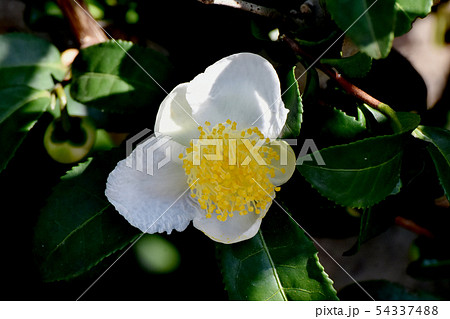 三鷹中原に咲く白いチャノキの花 三鷹中原に咲く白いチャノキの花 54337488