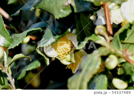 三鷹中原に咲く白いチャノキの花 54337489