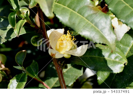 三鷹中原に咲く白いチャノキの花 54337491