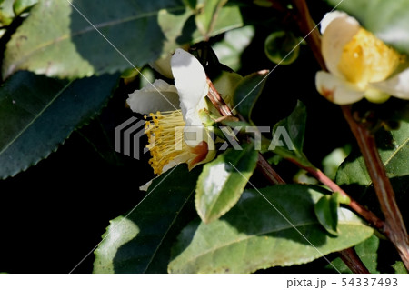 三鷹中原に咲く白いチャノキの花 54337493