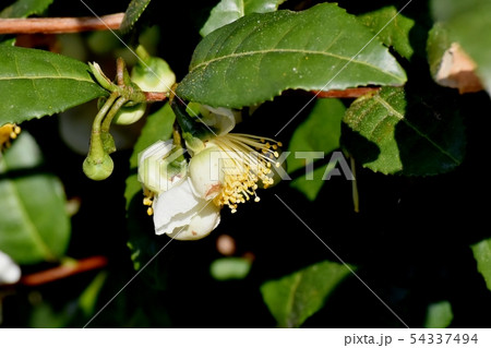 三鷹中原に咲く白いチャノキの花 三鷹中原に咲く白いチャノキの花 54337494
