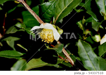 三鷹中原に咲く白いチャノキの花 54337510