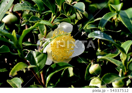 三鷹中原に咲く白いチャノキの花 54337512