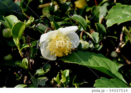 三鷹中原に咲く白いチャノキの花 54337514