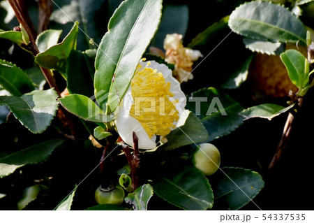 三鷹中原に咲く白いチャノキの花 54337535