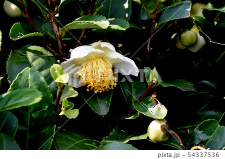 三鷹中原に咲く白いチャノキの花 54337536
