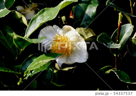 三鷹中原に咲く白いチャノキの花 54337537