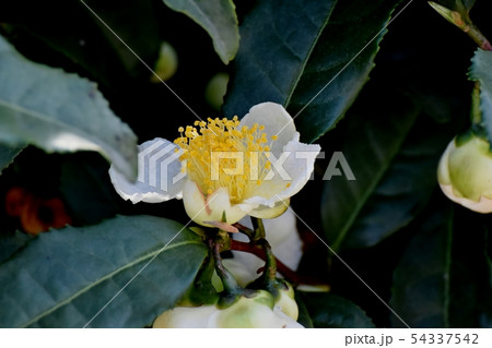 三鷹中原に咲く白いチャノキの花 54337542