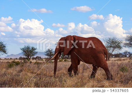 A view of a walking elephant with tusks and trunk. A view of a walking elephant with tusks and trunk. 54337605