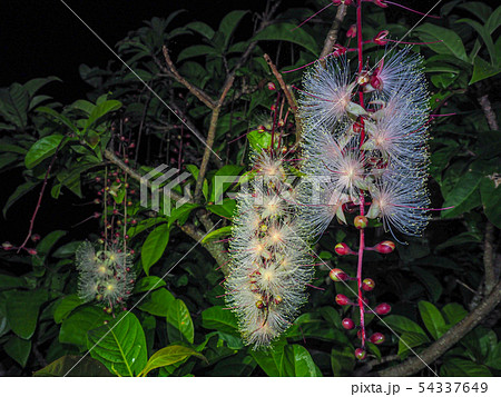 サガリバナ 54337649