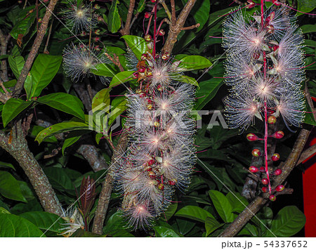 サガリバナ 54337652