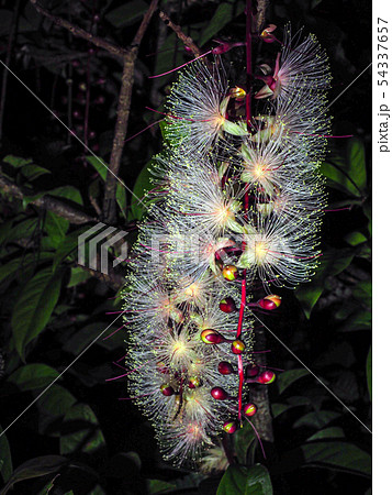 サガリバナ 54337657