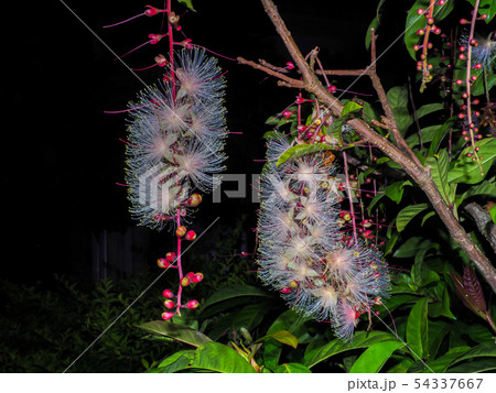 サガリバナ 54337667