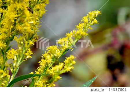 三鷹中原に咲く黄色いセイタカアワダチソウ 54337801