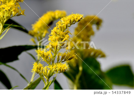 三鷹中原に咲く黄色いセイタカアワダチソウ 三鷹中原に咲く黄色いセイタカアワダチソウ 54337849