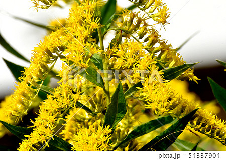 三鷹中原に咲く黄色いセイタカアワダチソウ 54337904