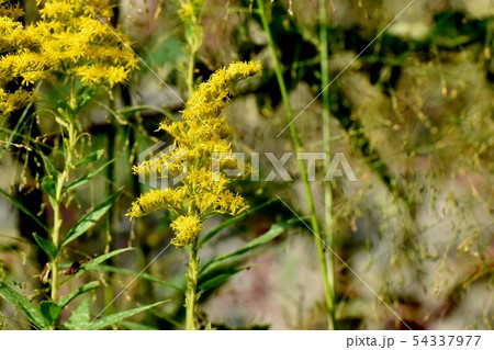 三鷹中原に咲く黄色いセイタカアワダチソウ 三鷹中原に咲く黄色いセイタカアワダチソウ 54337977