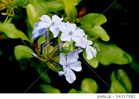 三鷹中原に咲く淡い青色のルリマツリ 54337982