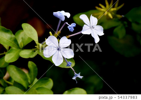 三鷹中原に咲く淡い青色のルリマツリ 54337983